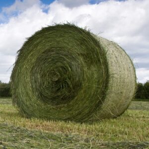 Buy Alfalfa Hay bales for sale