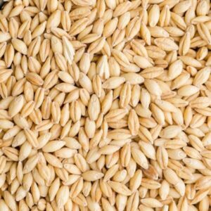 Barley for sale