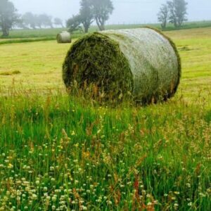 Buy Clover Hay bales for sale