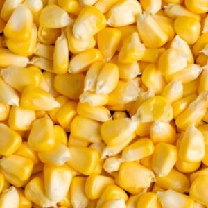 Buy Corn / Maize for sale
