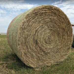 Buy Oat Hay bales for sale