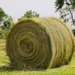 Buy Sorghum Hay bales for sale