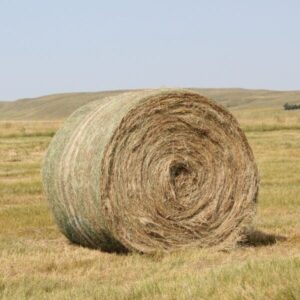 Buy Ryegrass Hay bales for sale