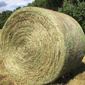 Buy Teff Hay bales for sale