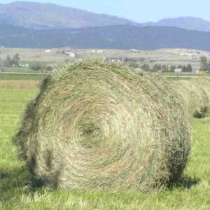 Buy Timothy Hay bales for sale