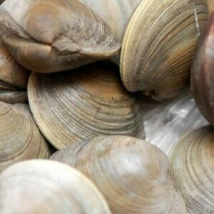 Clam