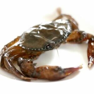 Crab