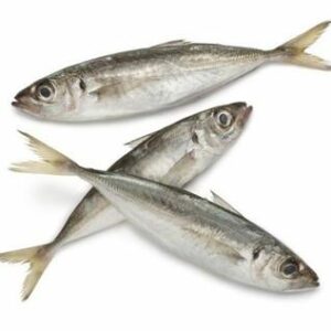 Horse mackerel