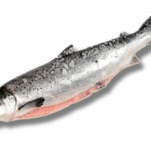 Salmon