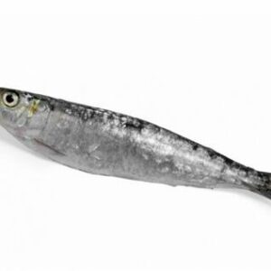 Sardine