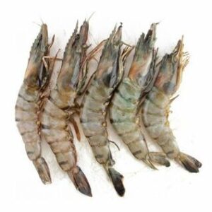 Shrimp