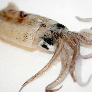 Squid