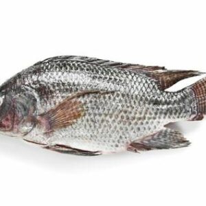 Tilapia