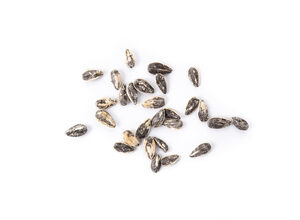 Sunflower Seeds